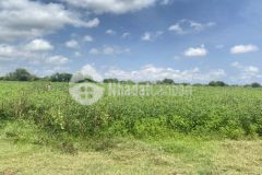 Đất đầu tư bình thuận kế bên kdl safari 3300ha sổ hồng sẵn công chứng ngay giá 645tr