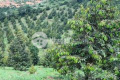 5.3 ha đất trồng sầu riêng thái 5 năm tuối, giá rẻ 6.5 tỷ
