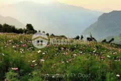 Bán gấp lô đất diện tích rộng 2000m2 tại y tý sapa 2 giá đầu tư cực rẻ