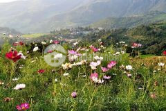 Bán gấp lô đất trung tâm chợ y tý lào cai phù hợp làm du lịch nghỉ dưỡng