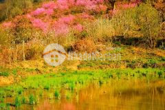 Đất nền nghỉ dưỡng sapa 2, giá đầu tư