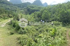 Đất rừng lương sơn, hòa bình 2,6ha, giá 1,8 tỷ