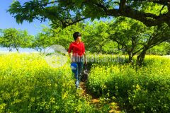 Chính chủ cần tiền bán nhanh 123m tk70 mộc châu giá cực rẻ