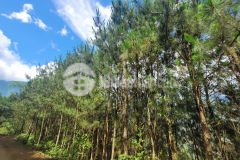 Đất sapa 2 siêu đẹp làm nghỉ dưỡng 4 mùa sãn nhà người mông