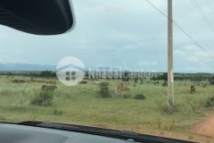 Đất sát đường dt716 xuống bàu trắng 5 phút.dt 10900m2 giá 1630 triệu.s