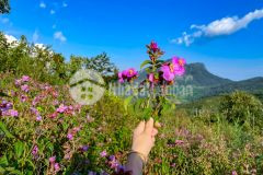 Bán đất y tý cận thị, cận lộ, cận hồ 22ha đón đầu quy hoạch.0822356688