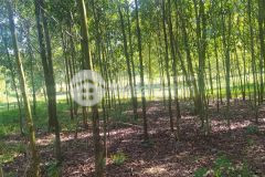 Siêu phẩm đất rừng thanh sơn, phú thọ 18ha, giá 3,6 tỷ