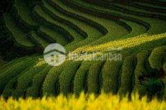 Đầu tư sinh lời hot nhất tây bắc, lô đất vàng tại phìn hồ, sapa2