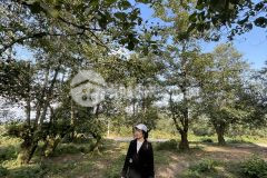 Bán đất y týsapa 2 3000m gần trung tâm hành chính mới. 0822356688