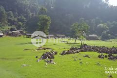 Đất tại chiềng sơn mộc châu, sơn la diện tích khoảng 2,2 ha phù hợp làm trang trại chăn nuôi pháp lý