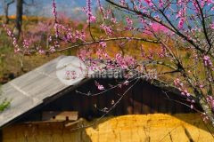 Đất nền sapa 2 khoảng 280m rất phù hợp làm nghỉ dưỡng gia đinh