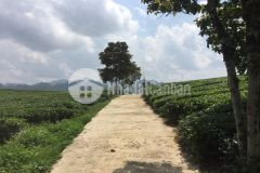 Siêu phẩm đồi chè giá cho nhà đầu tư thông thái mùa dịch