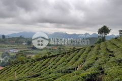 Bán lô đất rộng 2000m tại mộc châu. mảnh đất đẹp đáng để đầu tư cho thời điểm hiện tại