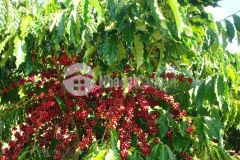 Bán đất xã đinh lạc di linh, 5000m2 chỉ 350trsào 1000m2