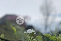 Bán mảnh đất gần trung tâm hành chính xã y tý sapa2