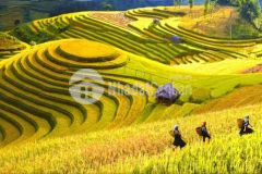 Bán mảnh đất vàng khai thác homestay view ruộng bậc thang đẹp nhất y tý sapa 2