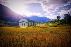 Bán 1500m2 đông sang, mộc châu giá rẻ