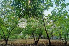 Dịch bệnh bán cắt lỗ 2000m hang đá sapa rẻ bất ngờ