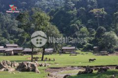 Bán đất ttnt mộc châu thích hợp kinh doanh, homestay, resot