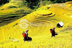 Bán 4000m2 đất ở sapa 2 y tý view làng bản phù hợp xây khách sạn, homestay