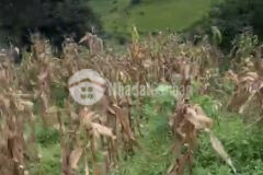 Bán mảnh 4000m2 tại phan cán sử y tý, điểm săn mây, giá chỉ từ 500 triệu