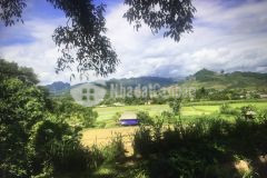 Bán cắt lỗ mảnh đất mộc châu yên bình để xây 1 căn nhà nhỏ nghỉ dưỡng ngoại ô xinh xinh