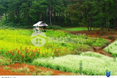 Bán mảnh đất tk chiềng đi tt mộc châu phù hợp kinh doanh giá cắt lỗ