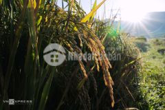 Đất nền nghỉ dưỡng y tý sapa 2 xu hướng đầu tư an toàn mùa covid