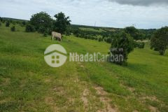 Cần bán đất vườn sổ đỏ giá rẻ 90km2, vuông vức, cách liên huyện chỉ 270m