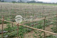 Tuyệt tác đất lạc thủy, hòa bình 24ha, giá 30 tỷ