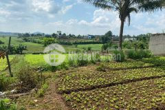 Bán 1.3 sào nhà vườn thổ cư 400m2, cách tt tp.bmt chỉ 12km