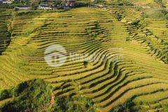 Cơ hội duy nhất mùa covid cho các nđt đất nghỉ dưỡng dự án sapa 2