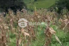 Bán mảnh đất phan cán sử y tý sapa 2 độ cao 2000m có view săn mây lý tưởng.