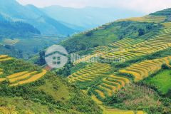 Bán gấp lô đất khu vực săn mây đẹp nhất y tý sapa 2 lào cai giá đầu tư mùa covid