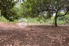 Đất sào view suối quanh nhà thuộc ea nuol buôn đôn daklak