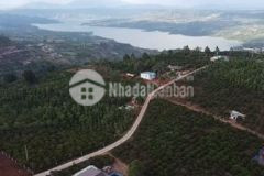 Bán đất xã đinh lạc, huyện di linh 1.3mẫu 300tr sào du lịch nghĩ dưỡng 0901610789 thắng