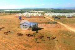 Cần bán gấp 4144m2 đường dt 716, nông trại hiện hữu, sổ đỏ giá 538 tr chiếc khấu 10