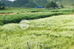 Lô đất tiềm năng,trung tâm văn hóa tương lai của chiềng đi trong thời gian tới nhanh tay đầu tư