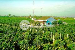 Cần tiền bán gấp lô đất 3500m2 với giá 500 triệu, tặng thêm 5 chỉ vàng