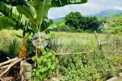 Chính chủ bán nhanh lô đất tại lâm sơn, lương sơn, dt 358m full thổ cư, giá 700 triệu