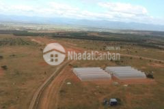 Bán đất bình thuận 13748m2 sổ đỏ, đường liên huyện cạnh nông trại hiện hữu đang canh tác