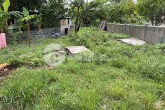 Mua bán nhà đất thành phố đông hà. ngay trung tâm thành phố,đất cao ráo giá rẻ mùa covid