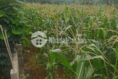 Cần bán đất lương sơn, hòa bình 1600m2, giá 2,2 tỷ