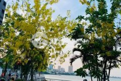 Bán nhà phố thuỵ khuê tây hồ ô tô tránh 3m,diện tích 48m2x3 tầng,nhỉnh 5 tỷ.