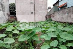 Bán đất phố hồng tiến, ôtô thông, vỉa hè oánh tennis, dt80m², giá 6.8 tỷ.