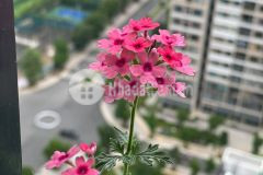 Cho thuê 2n2vs full đồ vinhomes ocean park. giá 7 triệu