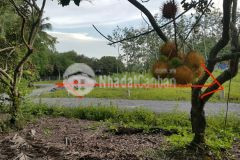 Bán gấp 2 lô đất thổ cư liền kề tại xã hiệp thạnh, chỉ 315 triệu 110m2. lh0903730956.