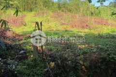 Bán gấp 7751m đất rsx tại kim bôi giá 299tr