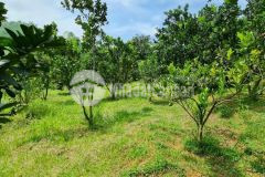 Cực hót đất cao phong, hòa bình 2000m2, giá 1 tỷ