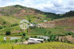 Cần bán mảnh 10ha làm trang trại ở chiềng sơn mộc châu, giá rẻ